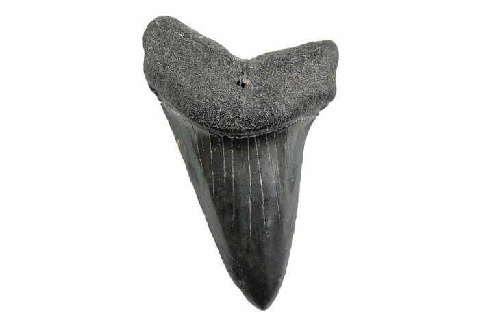 Fossil Broad-Toothed Mako Tooth - South Carolina #214641